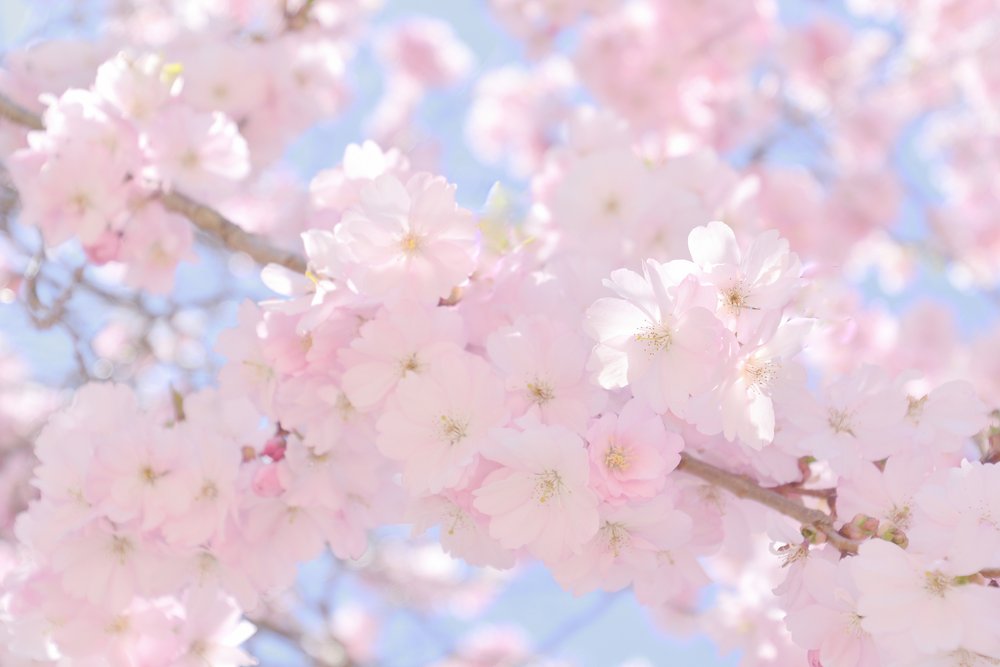 Soft Pink Cherry Blossoms by Christina Sillen