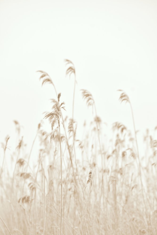 Soft Swaying Reeds by Christina Sillen