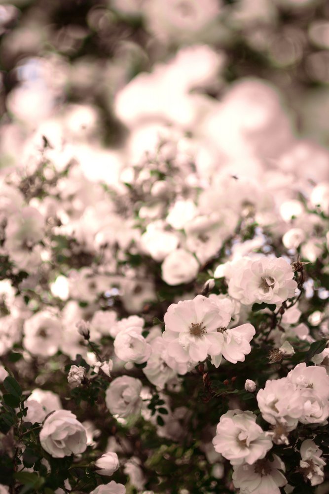 Soft White Roses by Christina Sillen