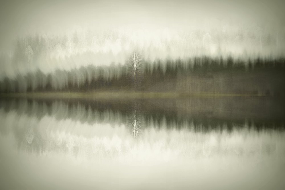 Solitary Birch Lake by Christina Sillen