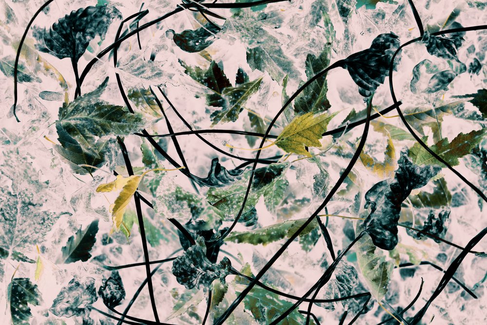 Stylized Autumn Leaves by Christina Sillen