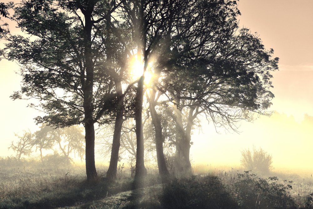 Sunlit Misty Trees by Christina Sillen