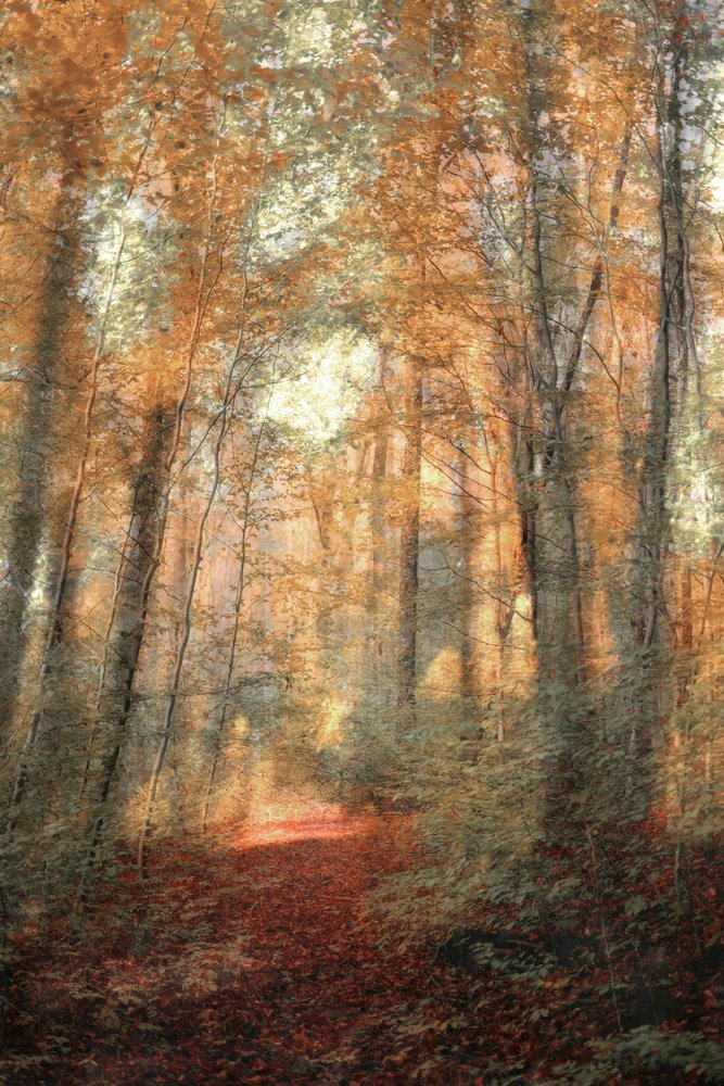 Sunlit Woodland Path by Christina Sillen