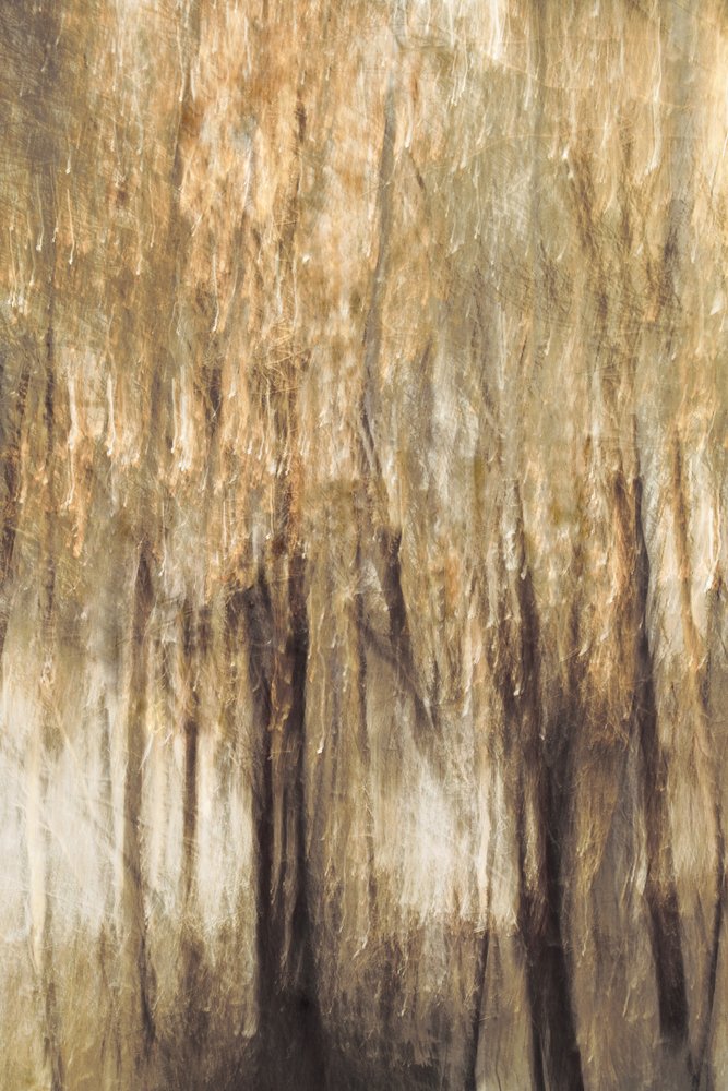 Tranquil Forest Motion by Christina Sillen