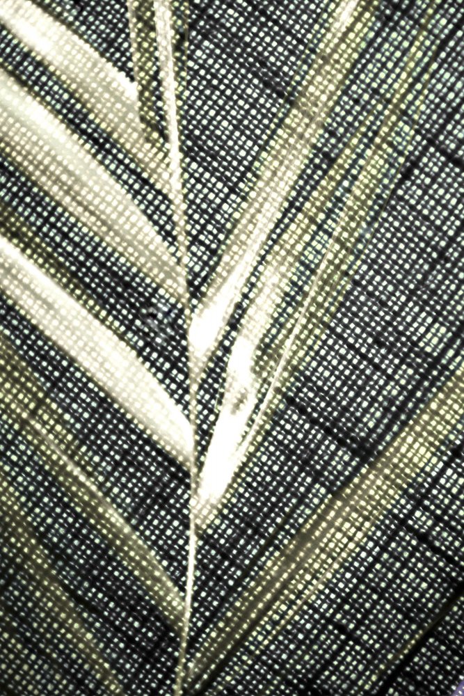 Translucent Leaf Texture by Christina Sillen