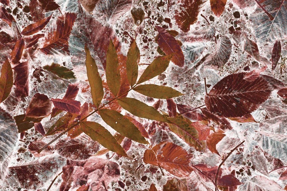 Vibrant Autumn Foliage by Christina Sillen