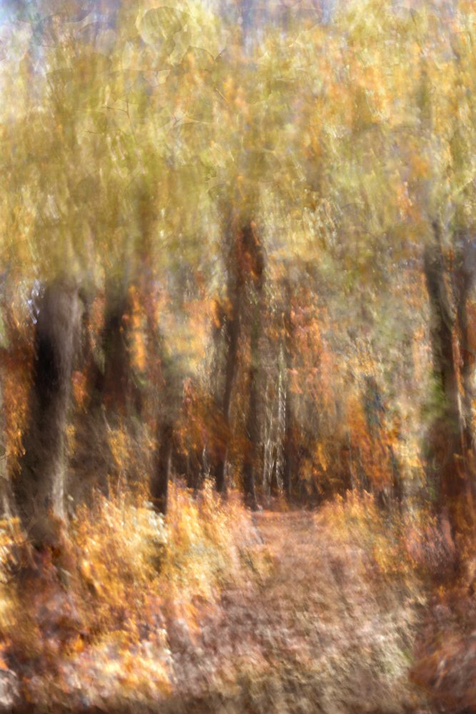 Vibrant Autumn Forest Path by Christina Sillen