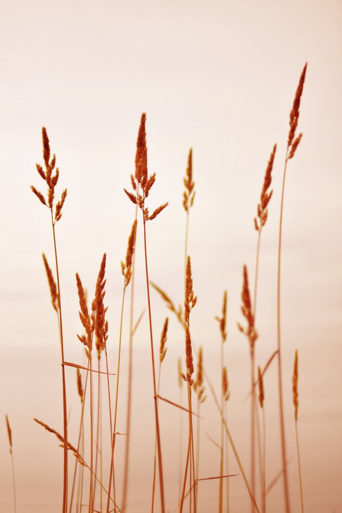 Warm Golden Reeds by Christina Sillen
