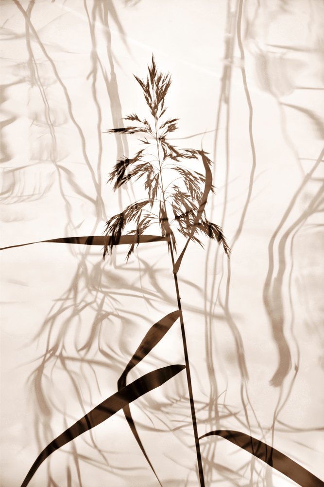 Whispering Reed Shadows by Christina Sillen