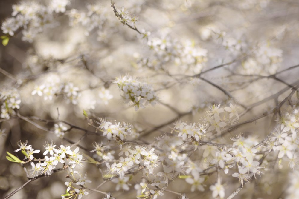White Spring Blossoms by Christina Sillen