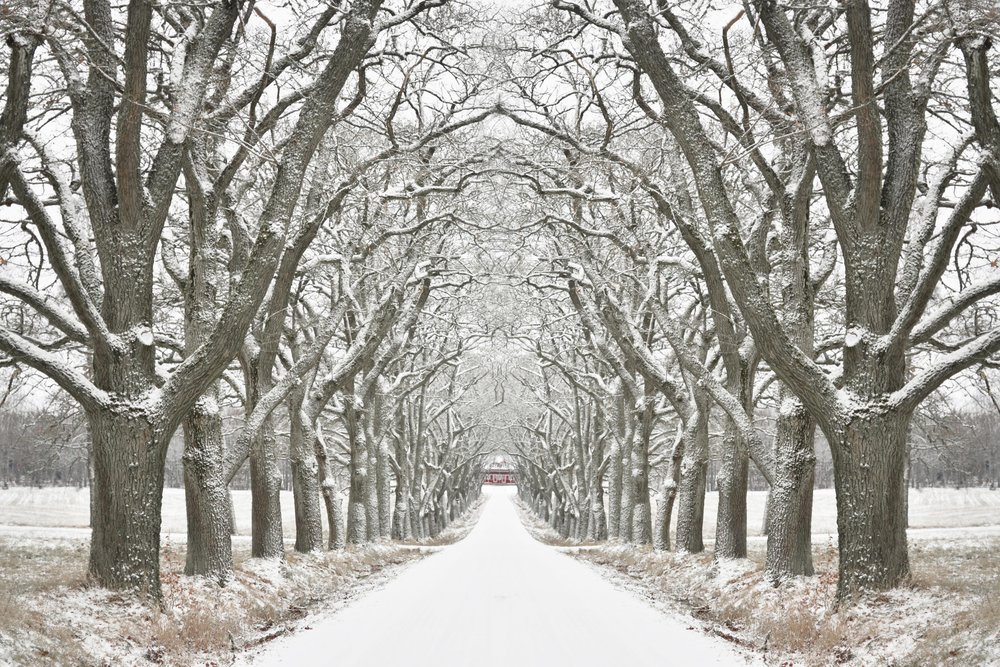 Winter Tree Lined Road by Christina Sillen