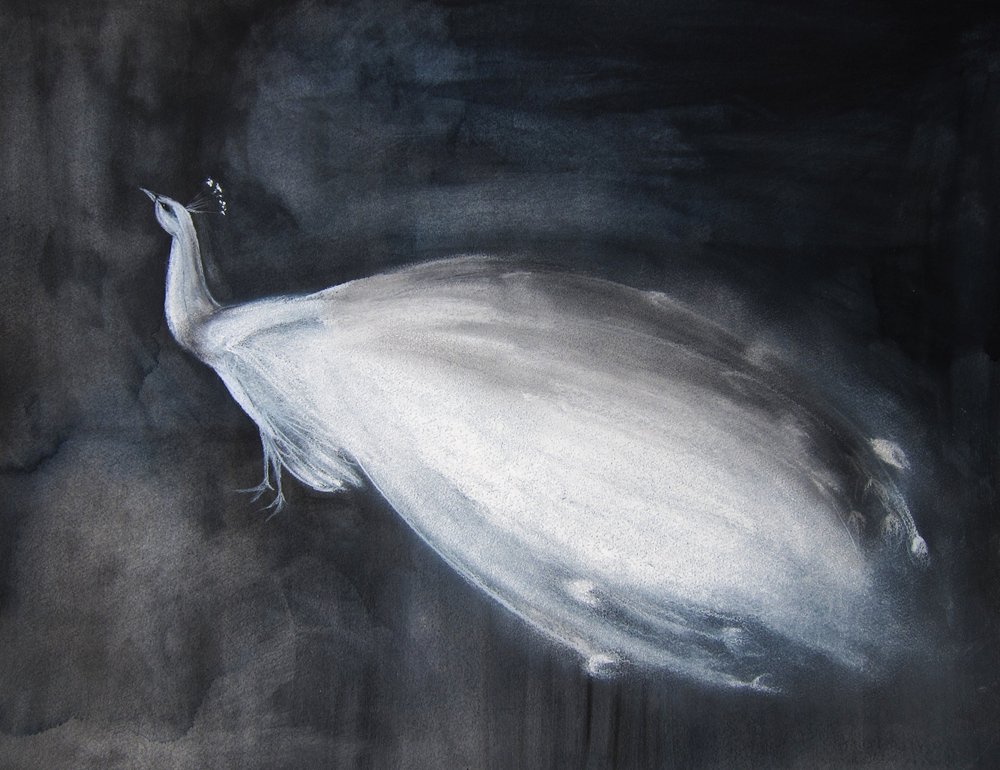 Ethereal White Peacock by Christine Lindstrom