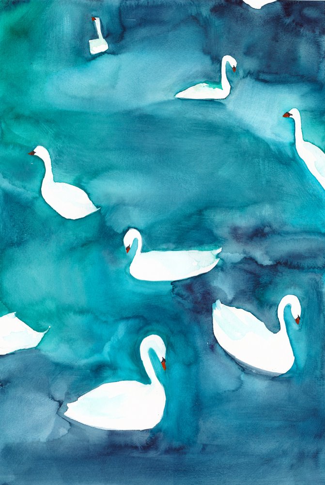 Graceful Swans on Water by Christine Lindstrom
