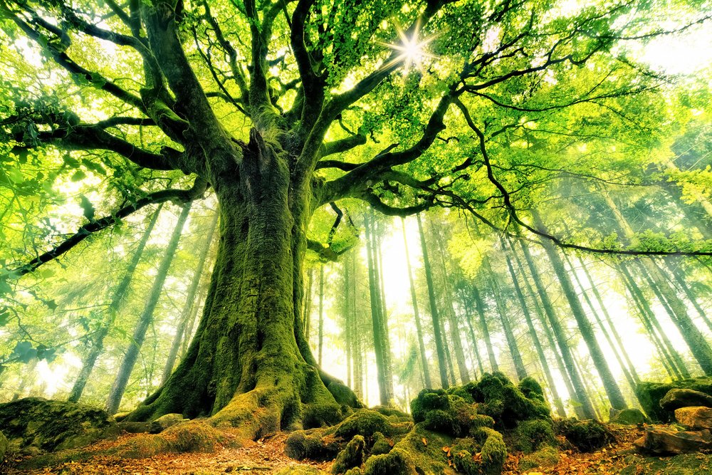 Sunlit Ancient Tree by Christophe Kiciak