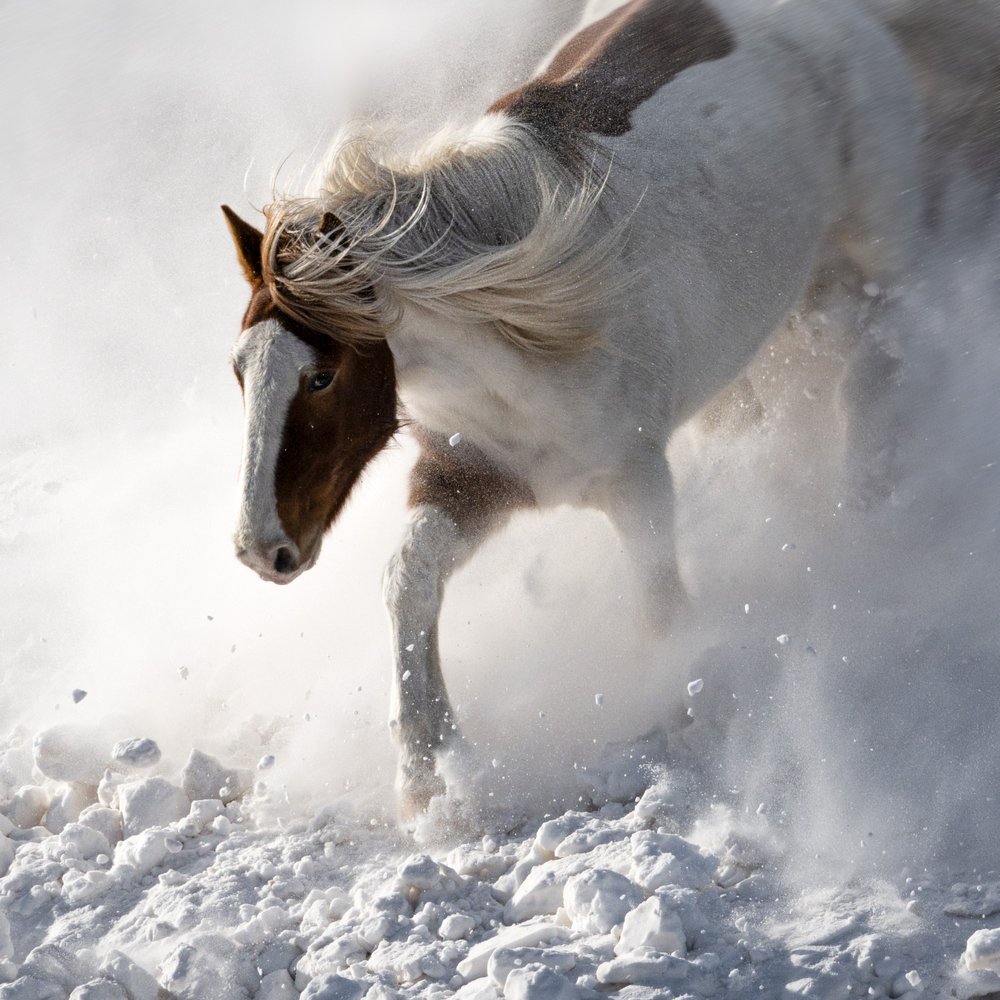 Dynamic Horse In Snow by Chuanxu Ren
