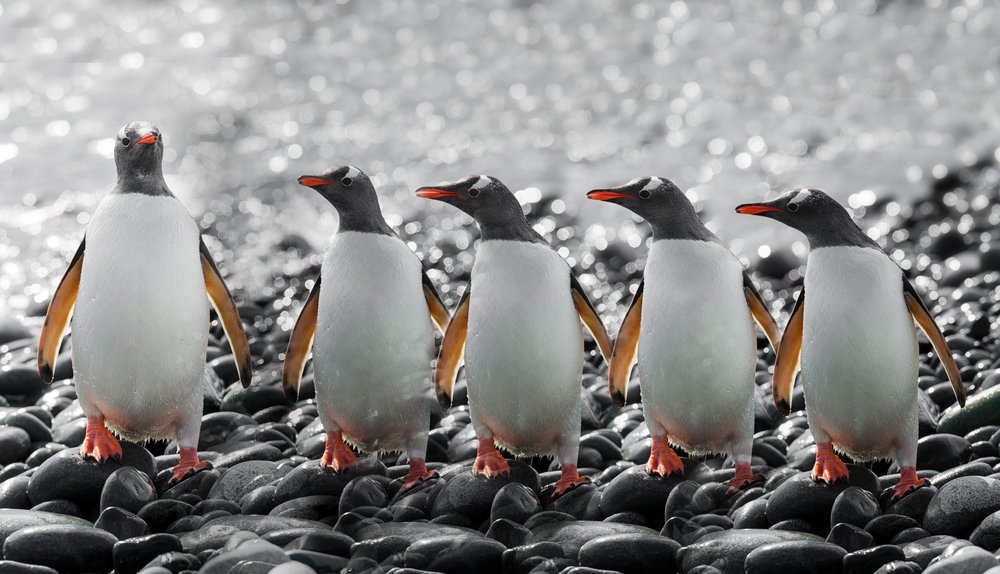 Five Curious Penguins by Chuanxu Ren