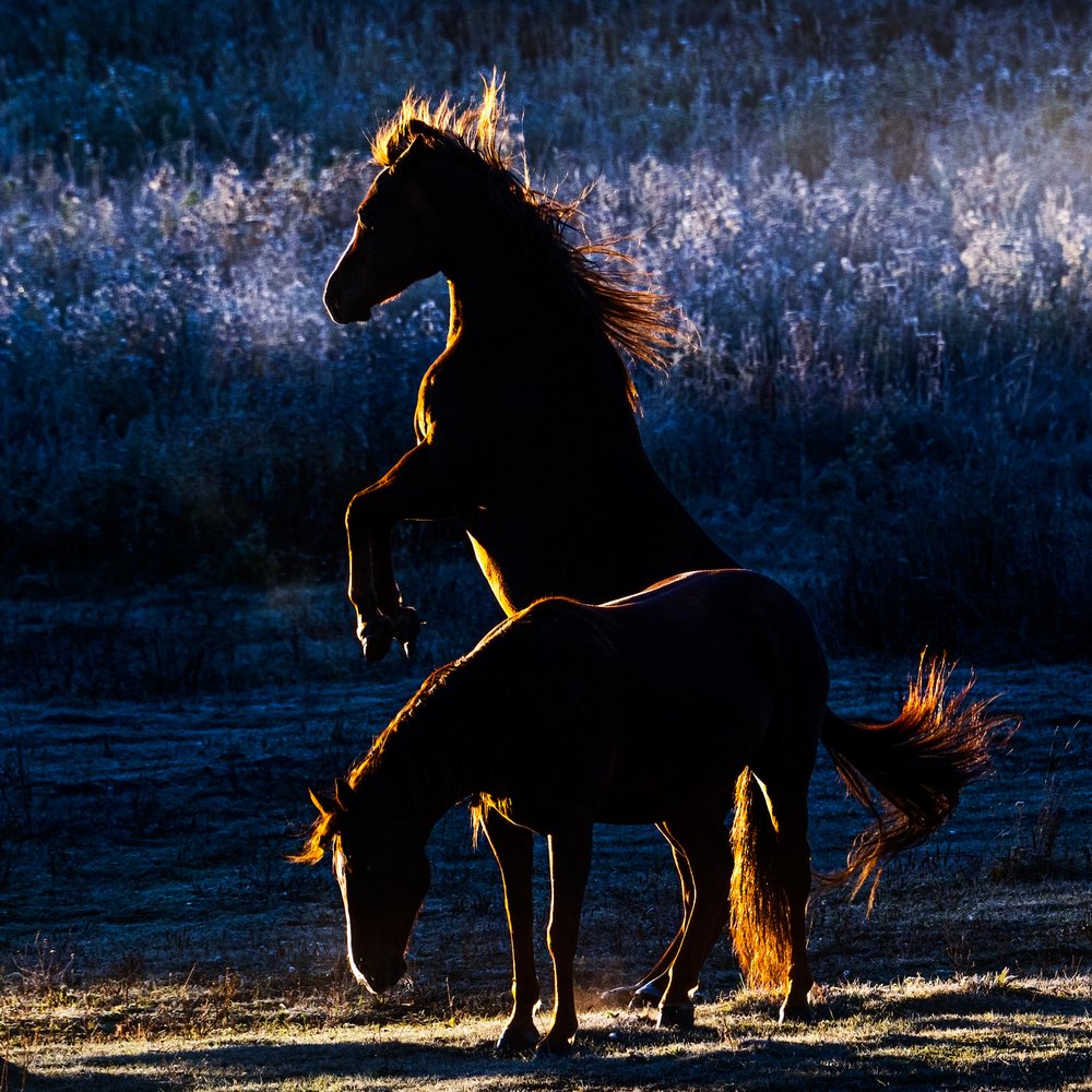 Horses by Chuanxu Ren