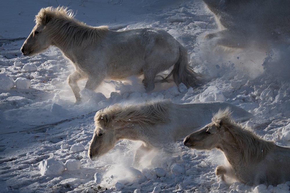 Icelandic Horses in Snow by Chuanxu Ren