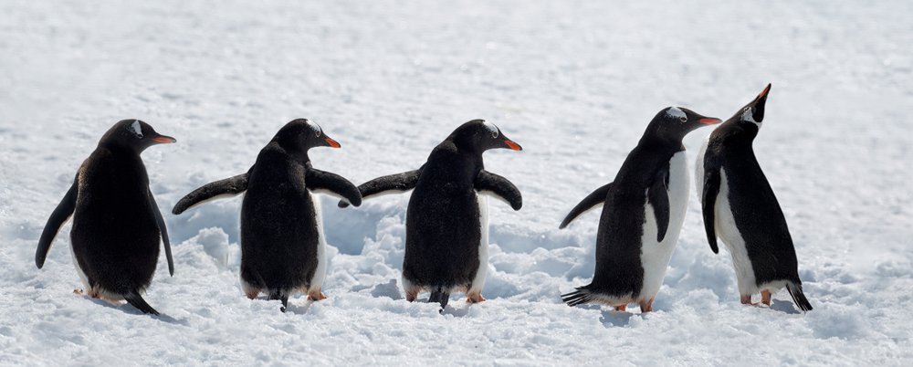 Penguins on a Snowy Walk by Chuanxu Ren