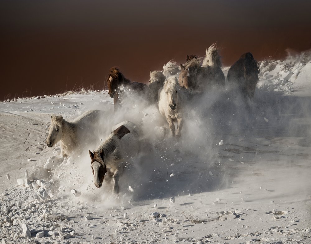 Wild Horses Snow Run by Chuanxu Ren