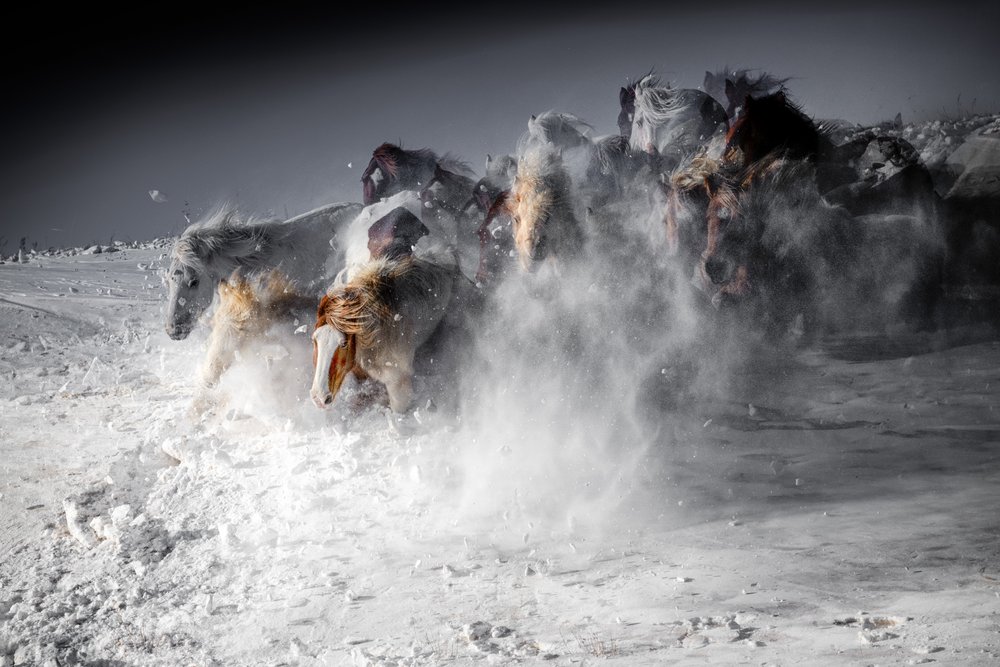 Winter Horse Stampede by Chuanxu Ren