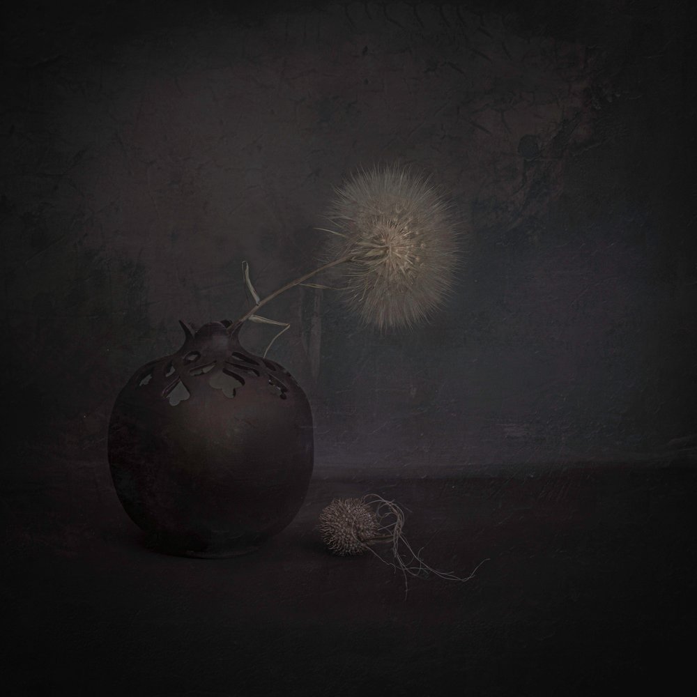 Dark Dandelion Still Life by Cicek Kiral