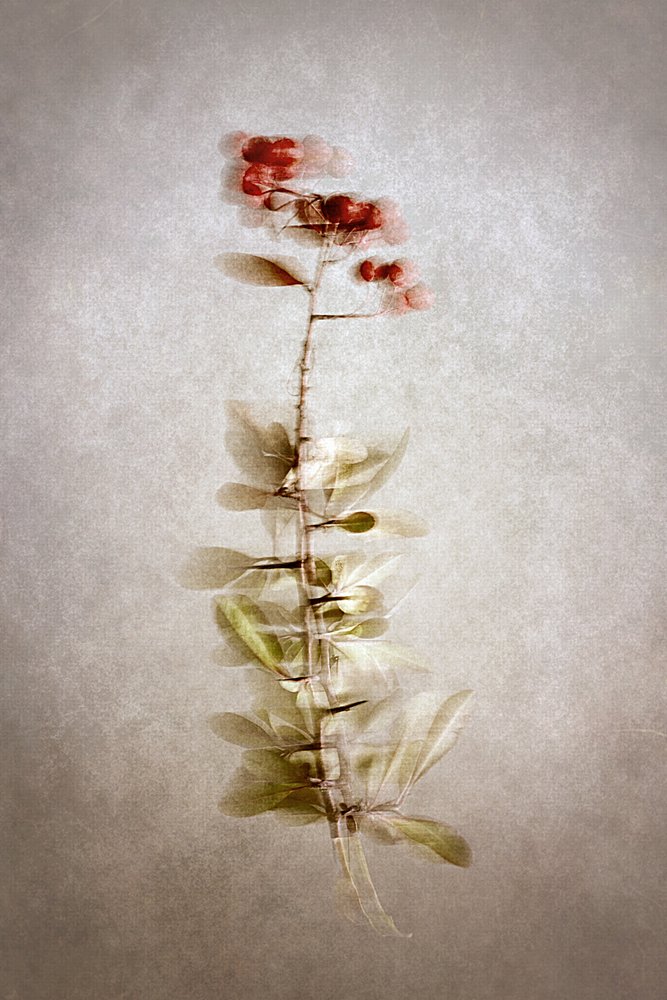 Delicate Botanical Berries by Cicek Kiral