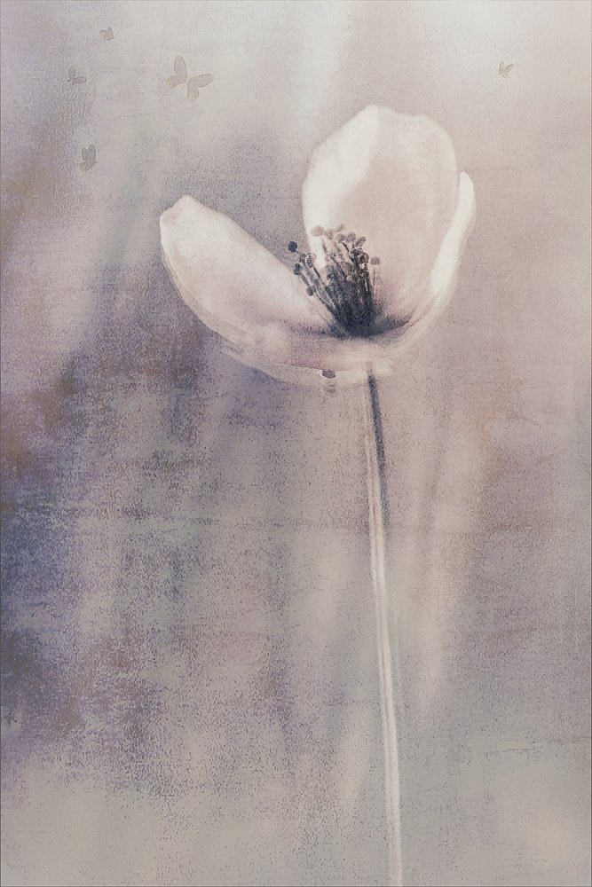 Delicate Butterfly Bloom by Cicek Kiral