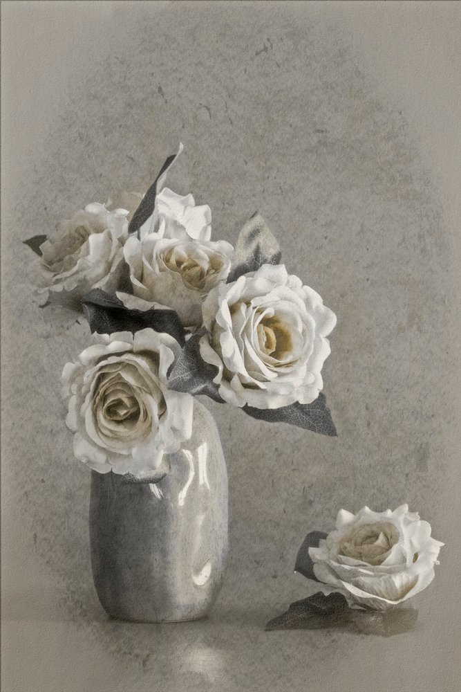 Elegant White Roses by Cicek Kiral