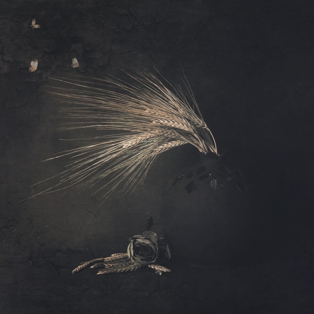 Ethereal Wheat Butterflies by Cicek Kiral