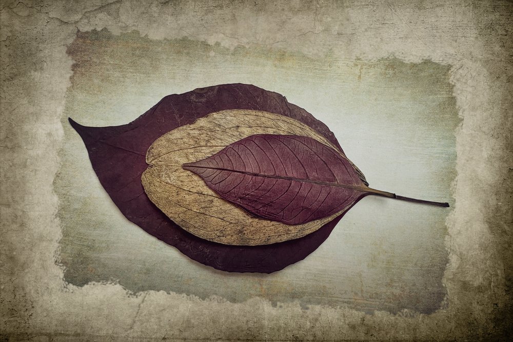 Layered Autumn Leaves by Cicek Kiral