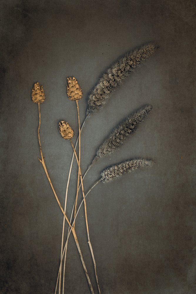 Rustic Dried Botanicals by Cicek Kiral