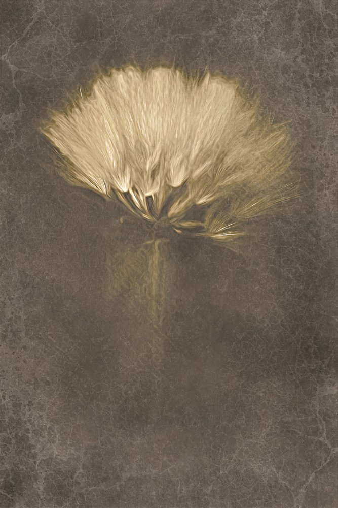 Soft Dandelion Dream by Cicek Kiral