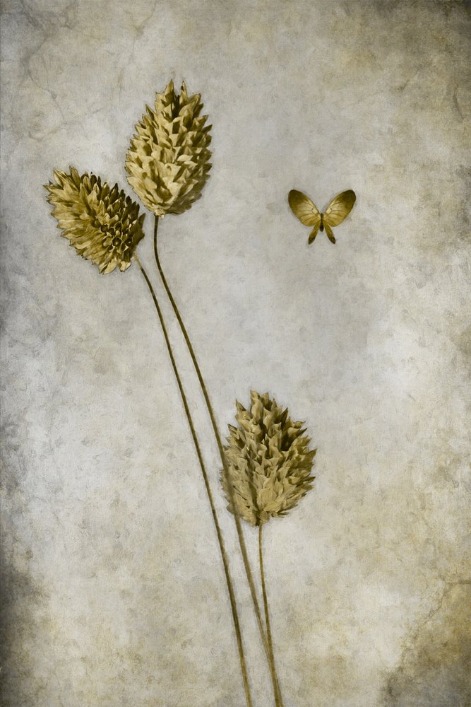 Vintage Botanical Butterfly by Cicek Kiral