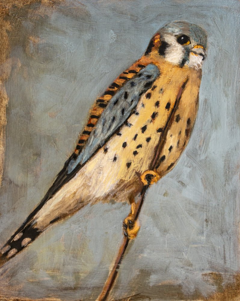 American Kestrel Perched by Claire Lerner