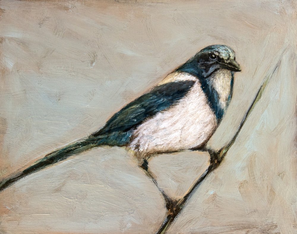 Quiet Magpie on Branch by Claire Lerner