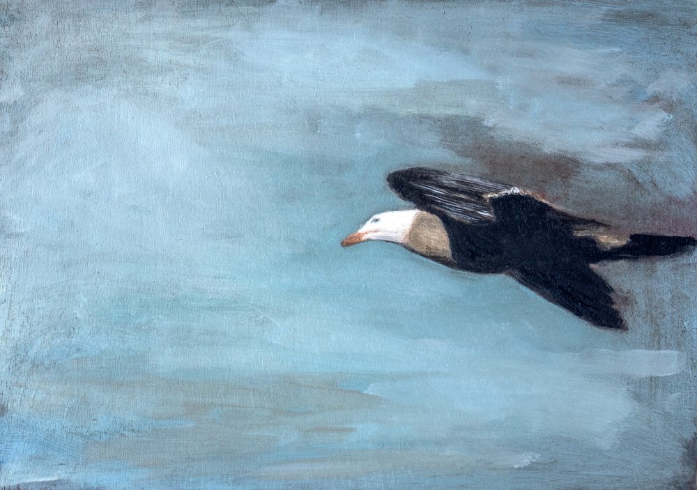 Soaring Albatross Sky by Claire Lerner