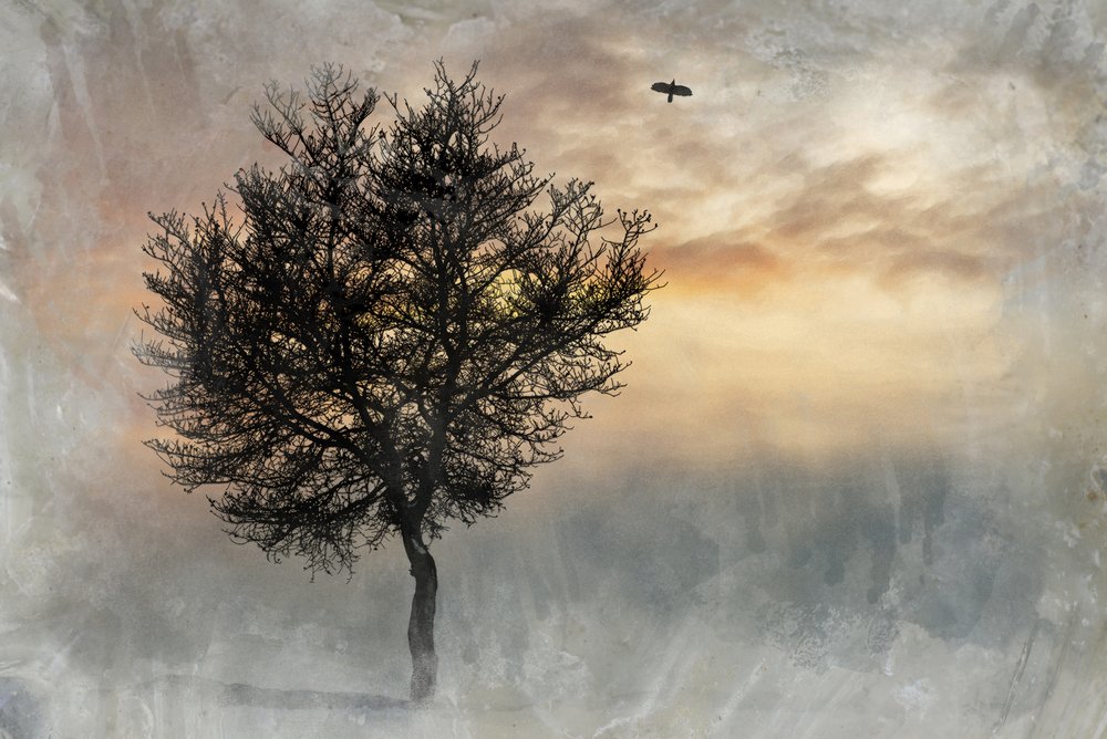 Dramatic Lone Tree by Codruta Georgescu