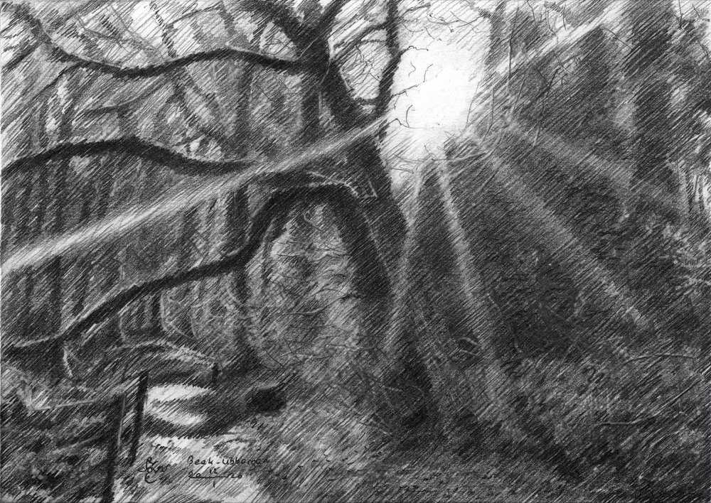 Sunlit Forest Path by Corné Akkers