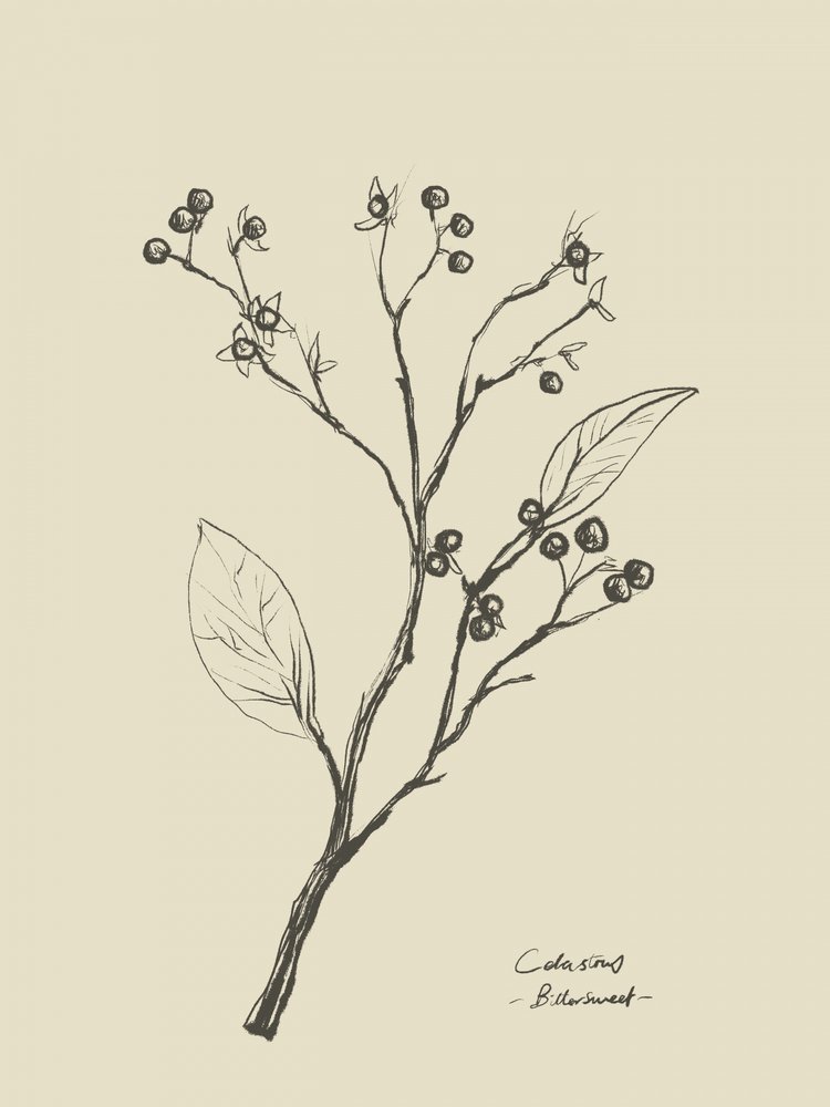 Floral 2 by Dan Hobday