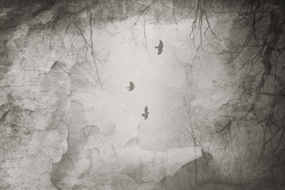Ethereal Birds Winter Flight by Daniela Riegler