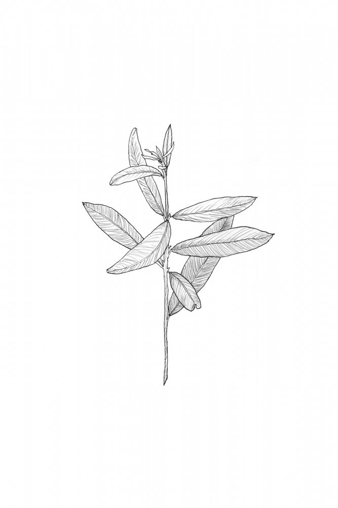 Elegant Botanical Leaves by Danushka Abeygoda