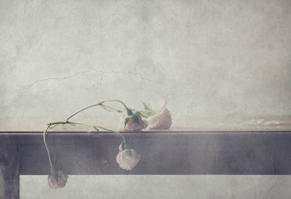 Delicate Faded Roses by Delphine Devos