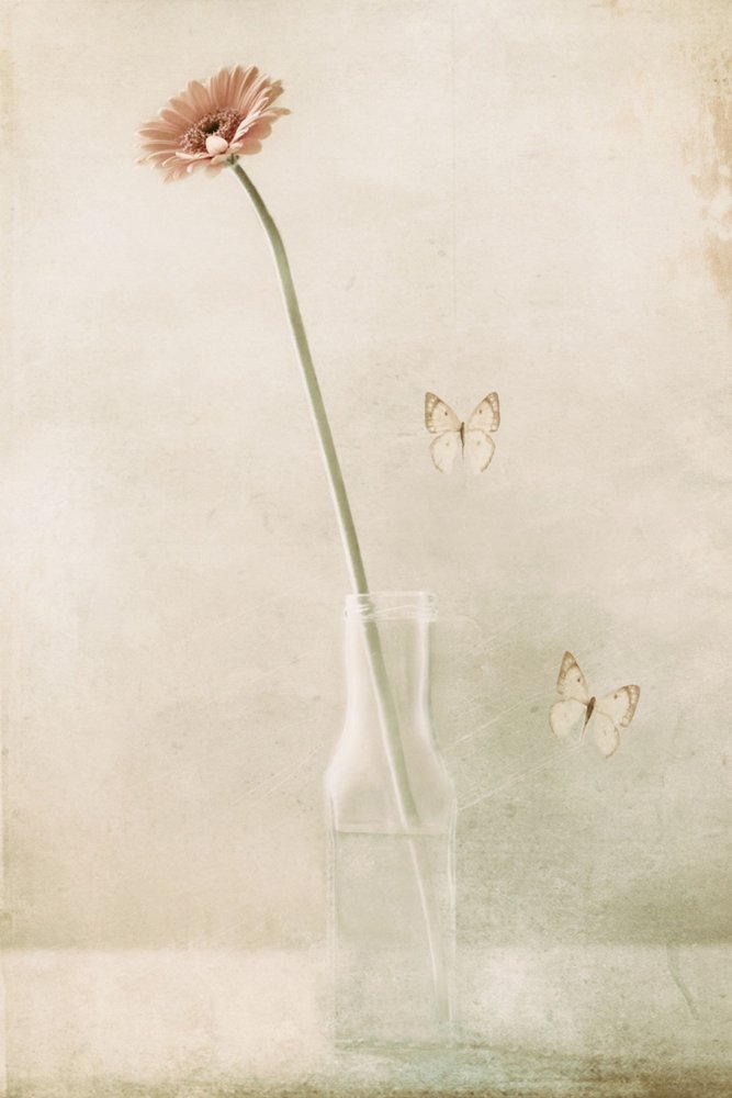 Delicate Gerbera Butterfly Dream by Delphine Devos