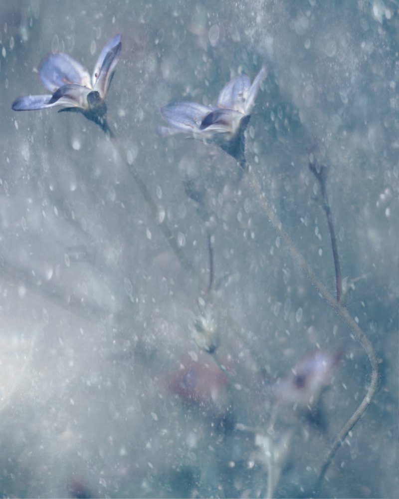 Dreamy Blue Blooms by Delphine Devos