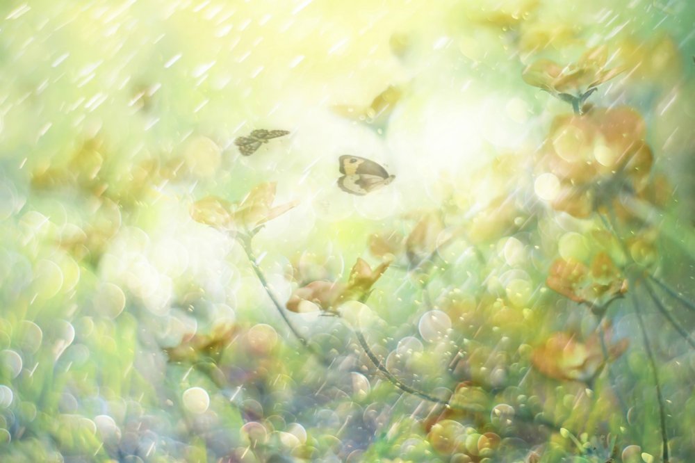 Dreamy Butterfly Blooms by Delphine Devos