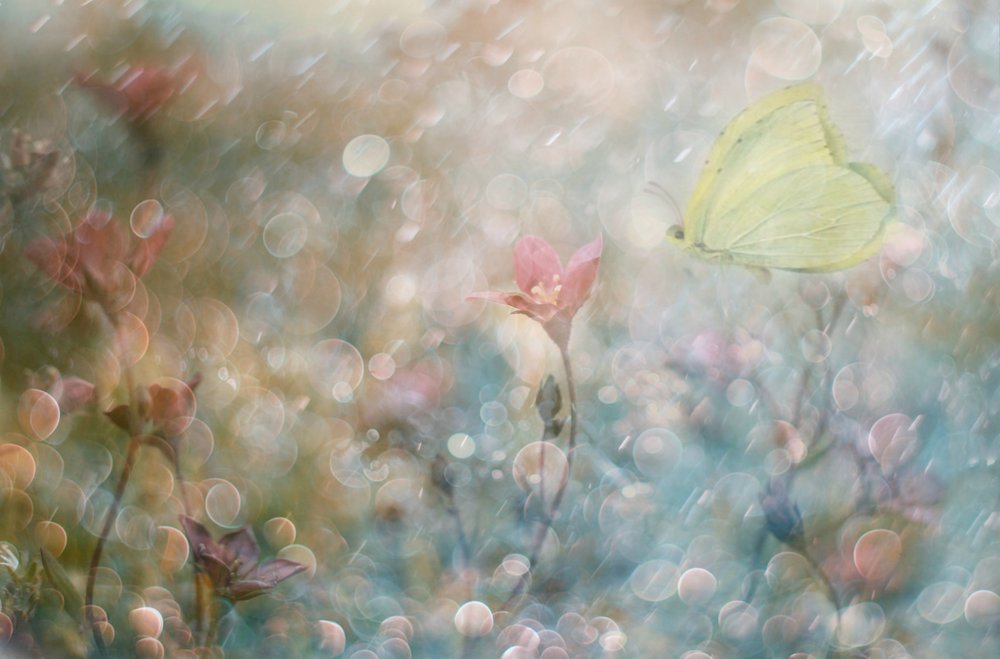 Dreamy Butterfly Garden by Delphine Devos
