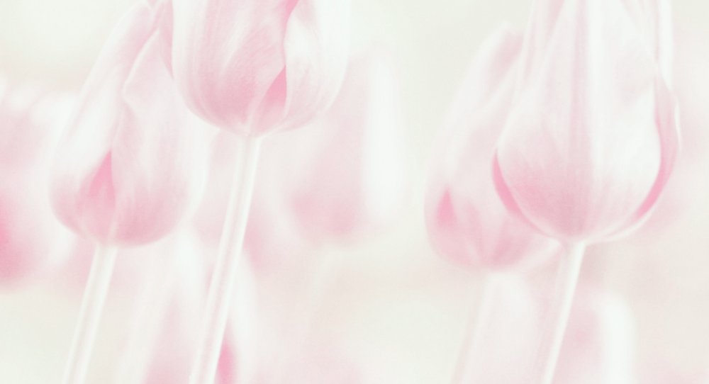 Dreamy Pastel Tulips by Delphine Devos