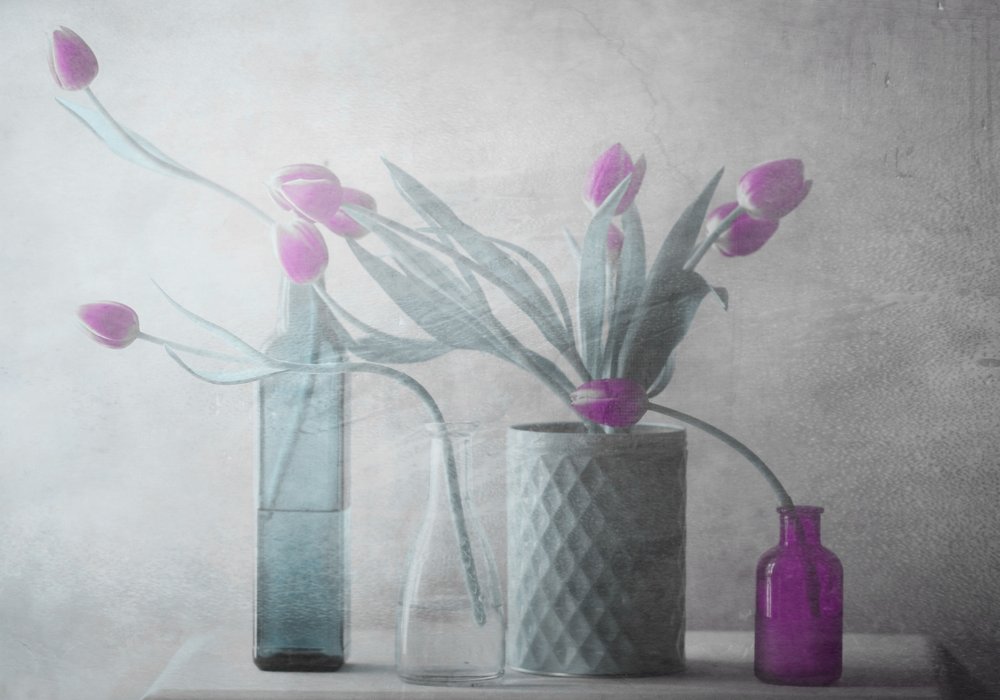 Dreamy Purple Tulips by Delphine Devos
