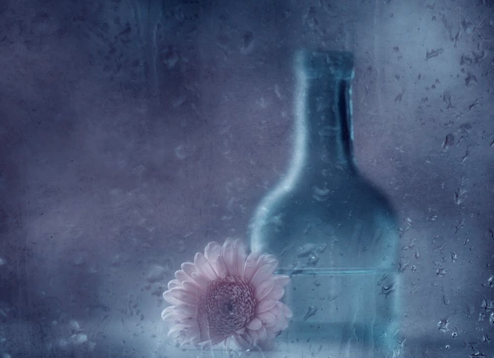 Dreamy Rainy Gerbera by Delphine Devos